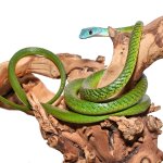 ug_Blue_Headed_Bush_Snake_2.jpg