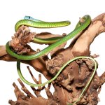 ug_Blue_Headed_Bush_Snake_3.jpg
