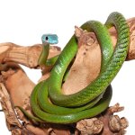 ug_Blue_Headed_Bush_Snake_4.jpg
