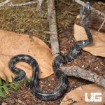 ug_juvenile_wolf_snake_5.jpg