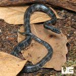 ug_juvenile_wolf_snake_4.jpg