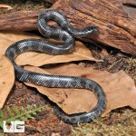 ug_juvenile_wolf_snake_3.jpg
