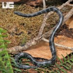 ug_juvenile_wolf_snake_2.jpg