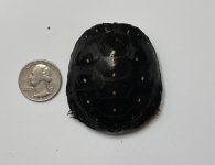 IMG_8017.jpeg