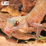 ug_Golden_Gecko_5.jpg