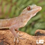 ug_Golden_Gecko_4.jpg