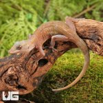ug_golden_gecko_3.jpg