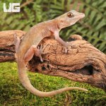 ug_golden_gecko_2.jpg