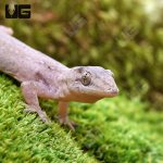 ug_house_gecko_4.jpg