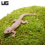 ug_house_gecko_3.jpg