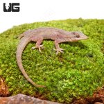 ug_house_gecko_2.jpg