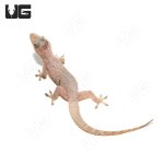 ug_house_gecko_1.jpg