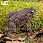 ug_asian_toad_5.jpg
