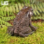ug_asian_toad_3.jpg