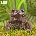 ug_asian_toad_4.jpg