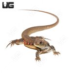 ug_butterfly_amaga_4.jpg