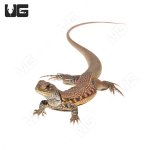 ug_butterfly_amaga_3.jpg