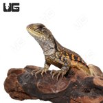 ug_butterfly_amaga_1.jpg