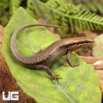 ug_Orange_Throated_Skink_2.jpg