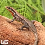 ug_Orange_Throated_Skink_3.jpg