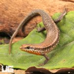 ug_Orange_Throated_Skink_4.jpg