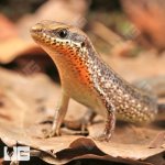 ug_Orange_Throated_Skink_1.jpg