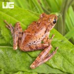 ug_Vietnamese_Gliding_Frog_1.jpg