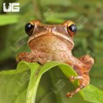 ug_Vietnamese_Gliding_Frog_2.jpg