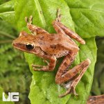 ug_Vietnamese_Gliding_Frog_4.jpg