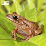 ug_Vietnamese_Gliding_Frog_3.jpg