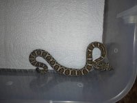 IMG_1920.jpeg