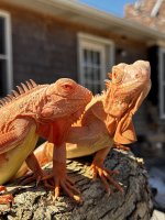 IMG_3484.jpeg