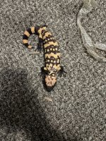IMG_0072.jpeg