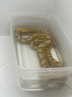 IMG_1382.jpeg