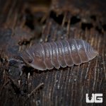 ug_cubaris_murina_isopods_1.jpg