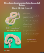 Hypo-Super-Enchi-Lavender-Pastel-Banana-Ball-Python.png