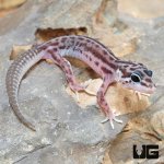 ug_Baby_Striped_Snow_Leopard_Gecko_5.jpg