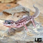 ug_Baby_Striped_Snow_Leopard_Gecko_4.jpg