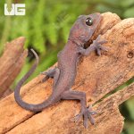 ug_CB_Baby_Candy_Button_Tokay_Gecko_4.jpg