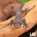 ug_CB_Baby_Candy_Button_Tokay_Gecko_3.jpg