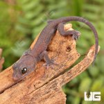 ug_CB_Baby_Candy_Button_Tokay_Gecko_2.jpg
