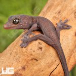 ug_CB_Baby_Candy_Button_Tokay_Gecko_1.jpg