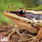 ug_Green_Cascade_Frog_5.jpg