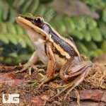 ug_Green_Cascade_Frog_4.jpg