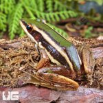 ug_Green_Cascade_Frog_3.jpg
