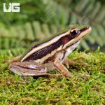 ug_Green_Cascade_Frog_2.jpg
