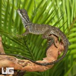 ug_Sulawesi_Sailfin_Dragon_4.jpg