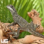 ug_Sulawesi_Sailfin_Dragon_3.jpg