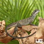 ug_Sulawesi_Sailfin_Dragon_2.jpg