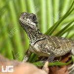 ug_Sulawesi_Sailfin_Dragon_1.jpg
